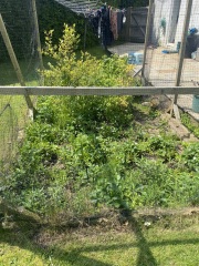 Fruit Patch
