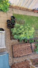 The Vegetable Patch 2024/2025