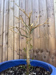 Can anyone tell what's going on with my lemon tree?