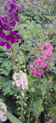 What's in flower in your garden right now?