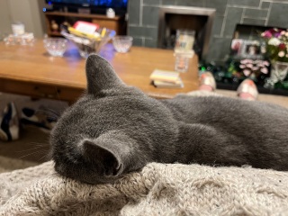 Machiavellian Misbehaviour- the Excellent Cats Deny Everything