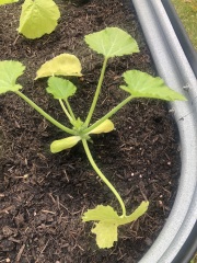 Courgette plants struggling
