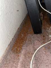 Urgh what kind of creature / rodent / bird is leaving these droppings