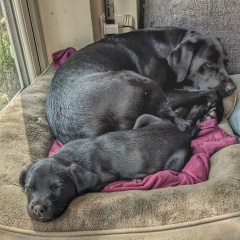 Getting a 2nd dog - is it the right thing?!