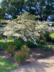 The Great Recovery part 2 - After Cancer treatment what next?