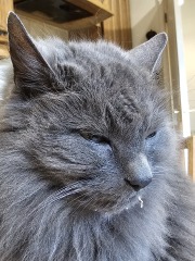 Machiavellian Misbehaviour- the Excellent Cats Deny Everything