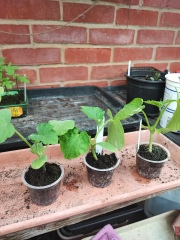 The Vegetable Patch 2024/2025
