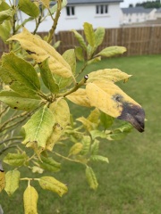 Holly blight?