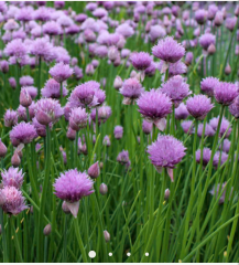 What can I grow in these tiny little metal container pots?