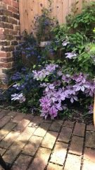 What's in flower in your garden right now?