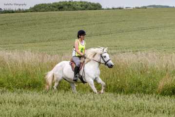 Any Highland Pony people on here?