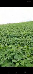 How much meat do you eat?