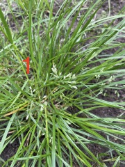 Help identify these grasses (pics)