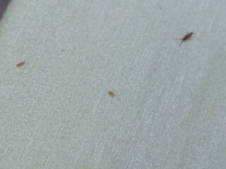 What are these bugs? (pics included)