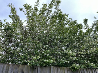 What are these small fragrant white flowers?