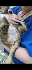 Are the out of hours vets treating me like a blank cheque?