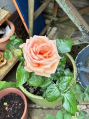 What's in flower in your garden right now?