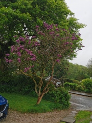 Anyone know how to prune a (very!) established lilac 'tree'? With pics