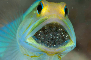 How did cave women look after their babies?