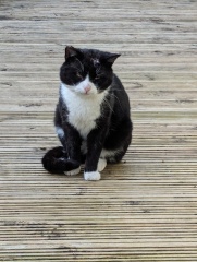 Machiavellian Misbehaviour- the Excellent Cats Deny Everything