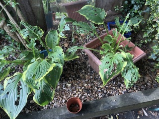 Can I save my hostas or give up this year?