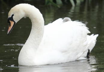 Thread 47 Sunak : The Ship of Fools sails on