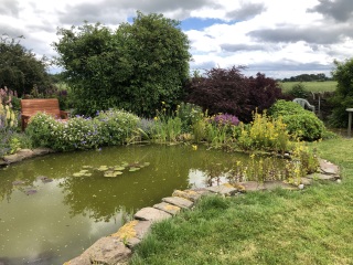 Pond ideas