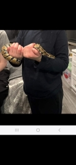 Snake ages see pic.
