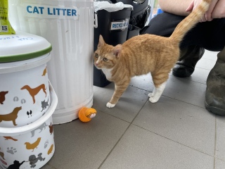 Taken the plunge…second cat incoming!
