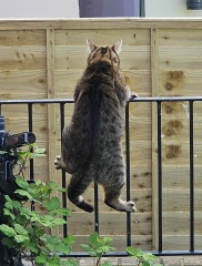 TC part 6.  The Furry Menace.