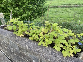 Brown raspberry