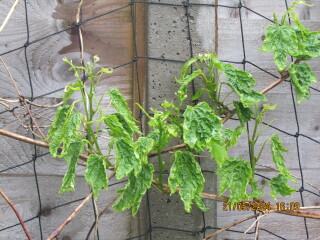 What is wrong with our grape vine?