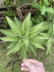 Mystery plant - help please!