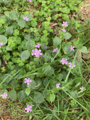 Best plant identifying app