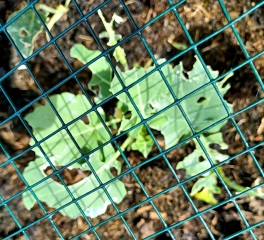What's eating my vegs (pics)? (gardening newbie)
