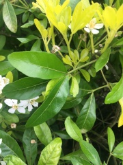 Does anyone know what this bush is?