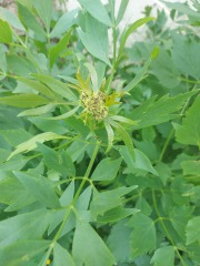 Plant Identification