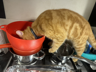Machiavellian Misbehaviour- the Excellent Cats Deny Everything