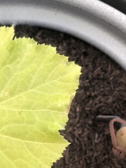 Courgette plants struggling