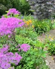 What's in flower in your garden right now?