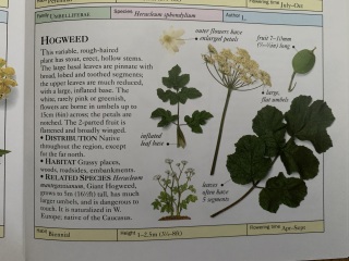 Please can you identify if this is giant hogweed?