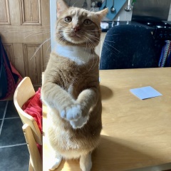 Persuading cat to sleep elsewhere