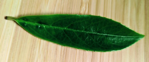 Which one is cherry laurel?