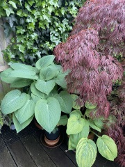 Container plant for full shade?