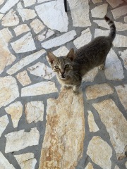 Thread 47 Sunak : The Ship of Fools sails on