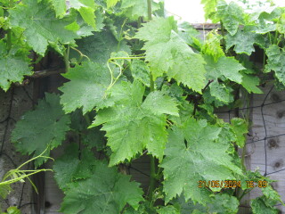 What is wrong with our grape vine?