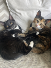 Kittens just been spayed is this normal?
