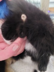 Could I have some help with the gender of these kittens please