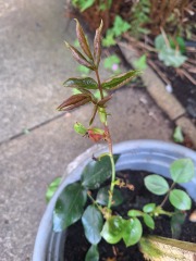 When to uncover rose cuttings?