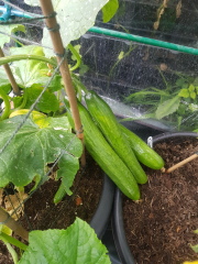 Sunny balcony - best to grow